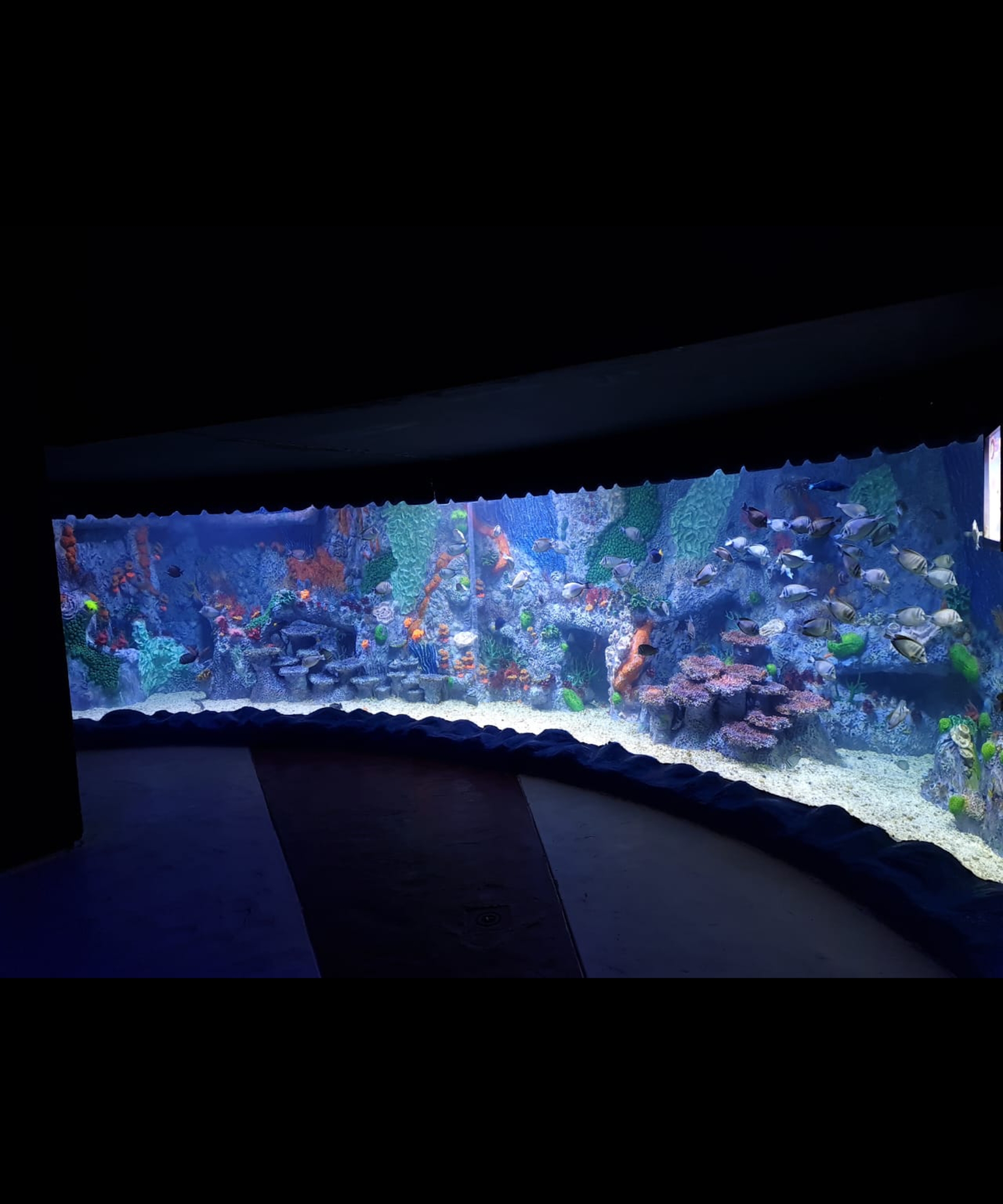 Custom Aquariums Construction